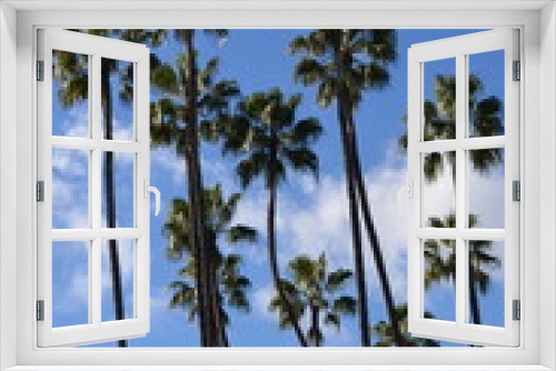 Fototapeta Naklejka Na Ścianę Okno 3D - Group of palm trees scenery, blue sky with clouds background, sunny day