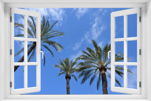 Fototapeta Naklejka Na Ścianę Okno 3D - Palm trees, looking up, blue sky with clouds background