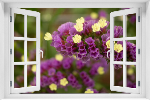 Fototapeta Naklejka Na Ścianę Okno 3D - close up of flowers