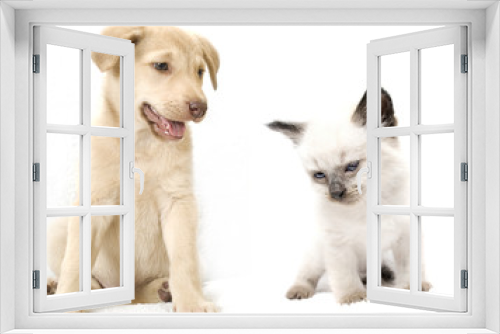 Fototapeta Naklejka Na Ścianę Okno 3D - puppy and kitten