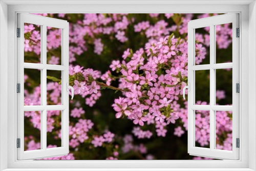 Fototapeta Naklejka Na Ścianę Okno 3D - pink coleonema 