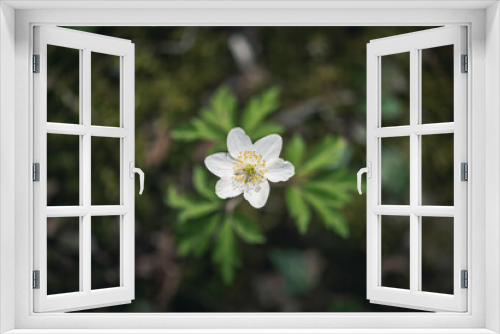 Fototapeta Naklejka Na Ścianę Okno 3D - wood anemone (Anemone nemorosa), or Sylvie anemone
