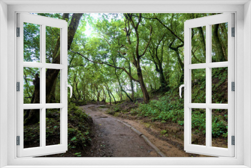 Fototapeta Naklejka Na Ścianę Okno 3D - Beautiful green enchanted forest. Ancient woods. Magical teal rain forest. 