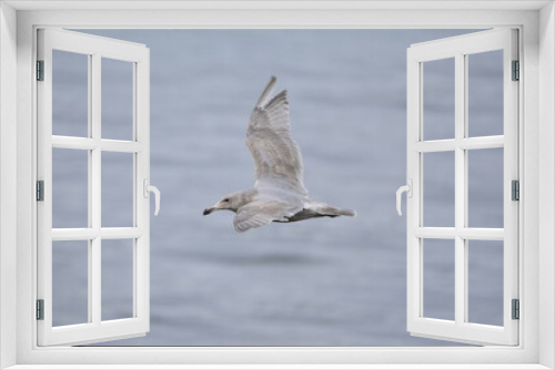 Fototapeta Naklejka Na Ścianę Okno 3D - Seagull in flight