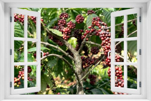 Fototapeta Naklejka Na Ścianę Okno 3D - Clusters of ripe coffee berries on a tree branch