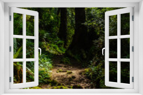 Fototapeta Naklejka Na Ścianę Okno 3D - redwood forest