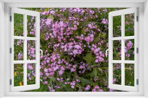 Fototapeta Naklejka Na Ścianę Okno 3D - Aubrieta. Beautiful little pink flowers bloomed in the summer in the clearing.
