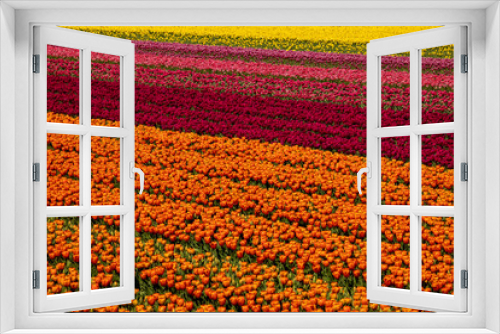 Fototapeta Naklejka Na Ścianę Okno 3D - Amazing fields of colorful tulips in the Netherlands bathed in golden hour during sunset.