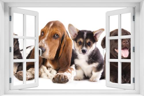 Fototapeta Naklejka Na Ścianę Okno 3D - Basset Hound and corgi, labrador, dog,  pomeranian puppies