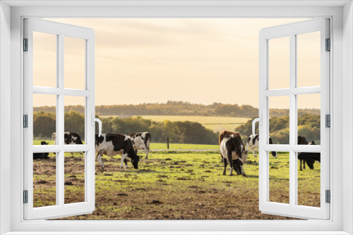 Fototapeta Naklejka Na Ścianę Okno 3D - cows grazing in afternoon light