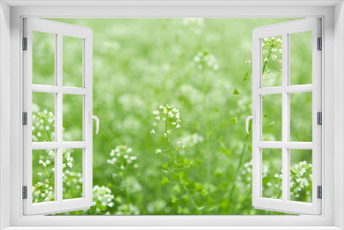 Fototapeta Naklejka Na Ścianę Okno 3D - Green meadow with white flowers of shepherd's purse.