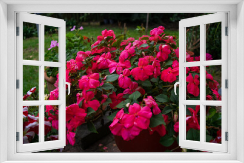 Fototapeta Naklejka Na Ścianę Okno 3D - Pink flowers in the garden
