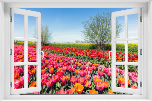 Fototapeta Naklejka Na Ścianę Okno 3D - Tulip flowers field in spring.