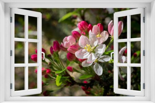 Fototapeta Naklejka Na Ścianę Okno 3D - Wild Cherry Blossoms with Red and Pink Colors