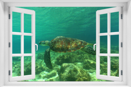 Fototapeta Naklejka Na Ścianę Okno 3D - a green turtle in its natural environment in the caribbean sea