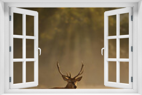 Fototapeta Naklejka Na Ścianę Okno 3D - Red Deer stag during rutting season at sunrise