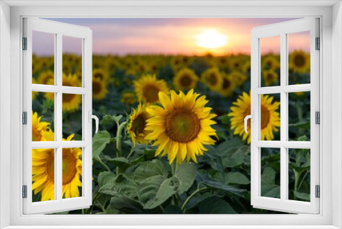 Fototapeta Naklejka Na Ścianę Okno 3D - sunflower field with sunset sky background