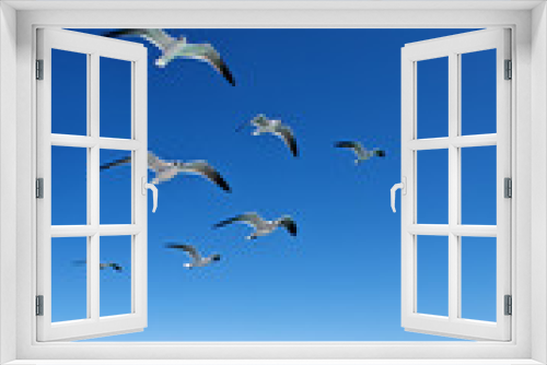 Fototapeta Naklejka Na Ścianę Okno 3D - Various seagulls flying over a blue sea