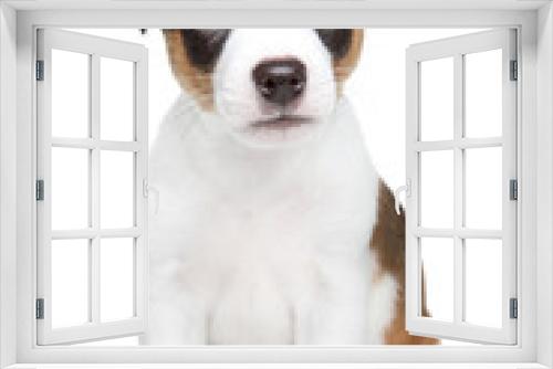 Fototapeta Naklejka Na Ścianę Okno 3D - Jack Russell dog puppy