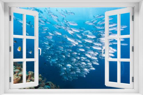 Fototapeta Naklejka Na Ścianę Okno 3D - group of jack fish