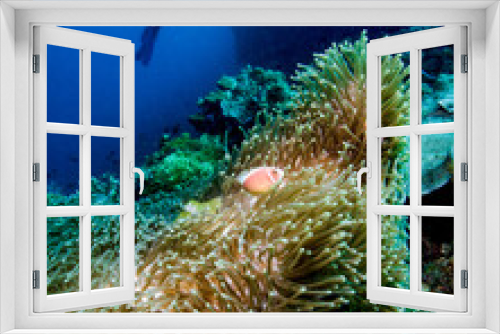 Fototapeta Naklejka Na Ścianę Okno 3D - A Scuba Diver Hovers Over Clownfish in an Anemone at the Bunaken National Marine Park in North Sulawesi of Indonesia