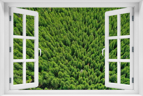 Fototapeta Naklejka Na Ścianę Okno 3D - Top down aerial view of treetops in a lush evergreen coniferous forest in the middle of a sunny summer day.