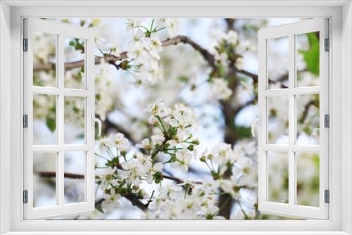 Fototapeta Naklejka Na Ścianę Okno 3D - White flowers on a green bush. Spring cherry apple blossom. The white rose is blooming.