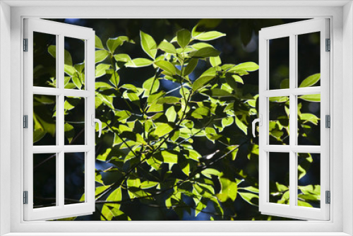 Fototapeta Naklejka Na Ścianę Okno 3D - Leaves and foliage in a forest bathed in sunlight..