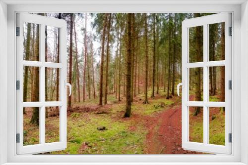 Fototapeta Naklejka Na Ścianę Okno 3D - Panoramic view over a magical pinewood, pine forest with ancient aged trees covered with moss and mossed forest bed, Germany, at warm sunset Spring evening