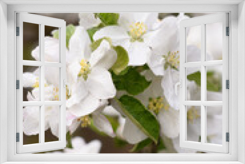 Fototapeta Naklejka Na Ścianę Okno 3D - blooming apple tree branch with white flowers, early spring, beautiful nature
