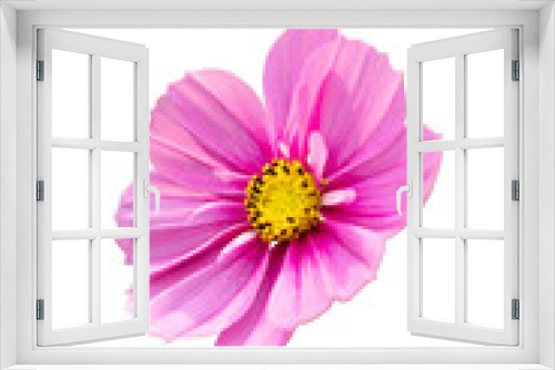Fototapeta Naklejka Na Ścianę Okno 3D - Single cosmos flower isolated