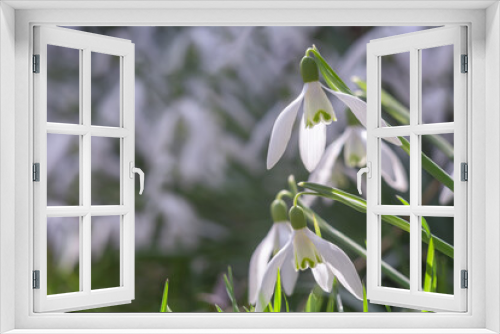 Fototapeta Naklejka Na Ścianę Okno 3D - Beautiful flowers of white snowdrops bloom in spring