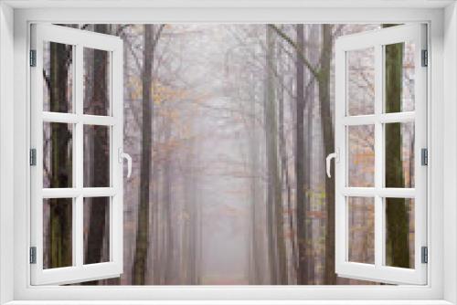 Fototapeta Naklejka Na Ścianę Okno 3D - Buchenwald im Nebel