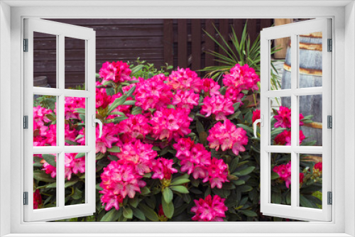 Fototapeta Naklejka Na Ścianę Okno 3D - Blooming pink rhododendron flowers in a garden