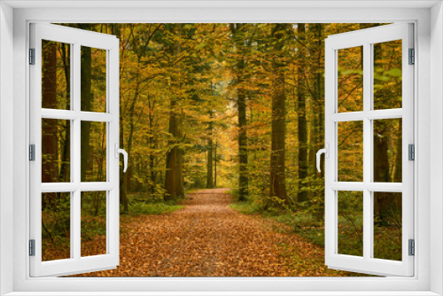 Fototapeta Naklejka Na Ścianę Okno 3D - Mit Laub übersäter Waldweg im Herbst