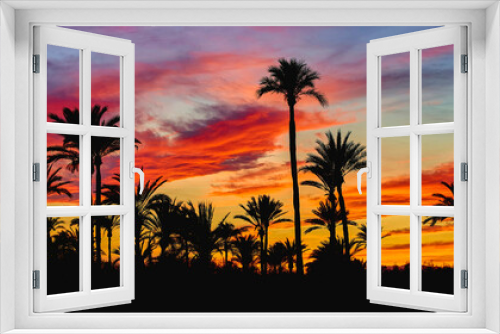 Fototapeta Naklejka Na Ścianę Okno 3D - Beautiful sunset in the Palmeral of Elche, declared a World Heritage Site. Located in the Valencian Community, Alicante province, Elche, Spain