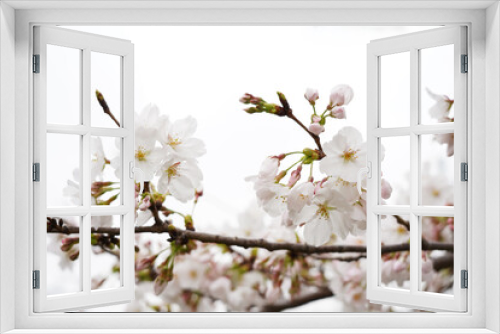 Fototapeta Naklejka Na Ścianę Okno 3D - 桜の花と蕾と枝と