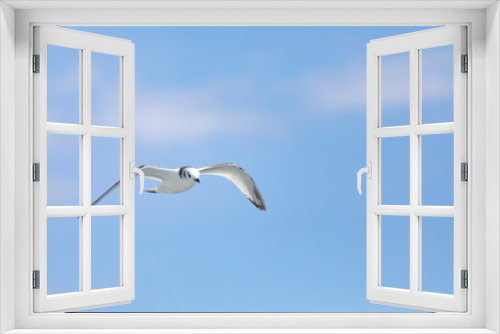 Fototapeta Naklejka Na Ścianę Okno 3D - Gaviota tridáctila (Rissa tridactyla) volando sobre el Mar Mediterráneo al amanecer. Marzo, primavera, volar, libre, libertad, ave, blanca, alas, vida silvestre.