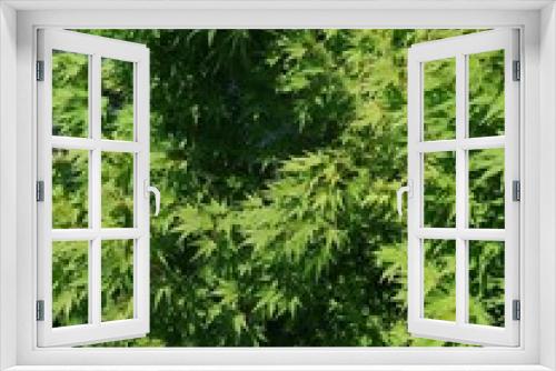 Fototapeta Naklejka Na Ścianę Okno 3D - Cannabis plant