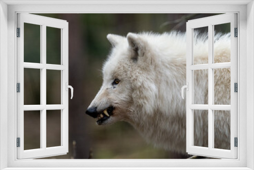 Fototapeta Naklejka Na Ścianę Okno 3D - Polarwolf