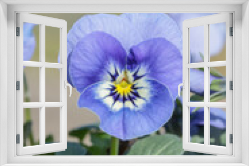 Fototapeta Naklejka Na Ścianę Okno 3D - Closeup of a light blue pansy blossom.
