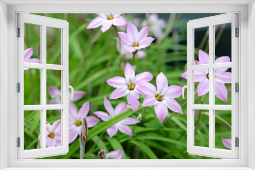 Fototapeta Naklejka Na Ścianę Okno 3D - Ipheion Uniflorum, or spring starflower, Charlotte Bishop in flower.
