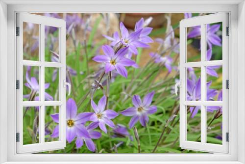 Fototapeta Naklejka Na Ścianę Okno 3D - Ipheion Uniflorum, or spring starflower, 'Froyle Mill'  in flower.