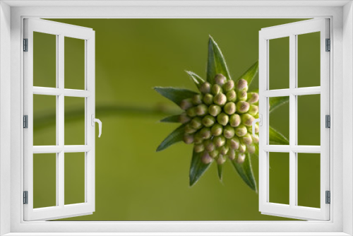 Fototapeta Naklejka Na Ścianę Okno 3D - liliacee  green background