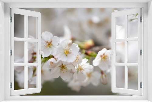 Fototapeta Naklejka Na Ścianę Okno 3D - 清楚な桜