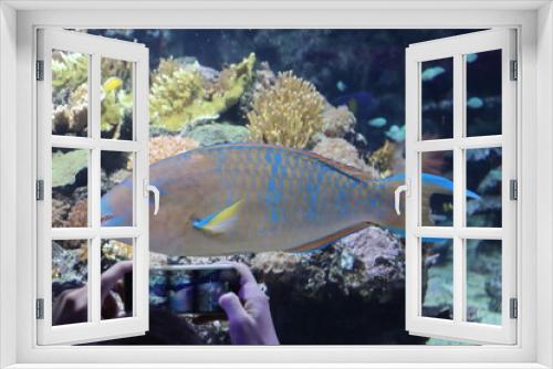 Fototapeta Naklejka Na Ścianę Okno 3D - exotic fish of various colors in the Genoa aquarium-