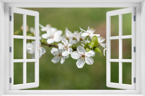 Fototapeta Naklejka Na Ścianę Okno 3D - cherry tree blossom