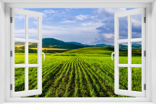 Fototapeta Naklejka Na Ścianę Okno 3D - Scenic view at beautiful spring day in a green shiny field with rows of young salad growing sprouts , deep blue cloudy sky on a background , summer valley landscape
