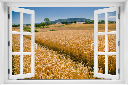 Fototapeta Naklejka Na Ścianę Okno 3D - Zboże pszenica
