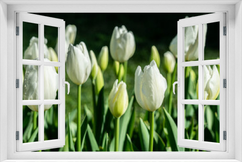 Fototapeta Naklejka Na Ścianę Okno 3D - Spring photo of blooming white tulips